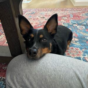 Meet your Posher, Meri elizabeth